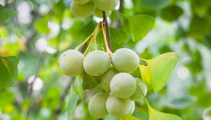 银杏果的功效与作用 银杏果图片